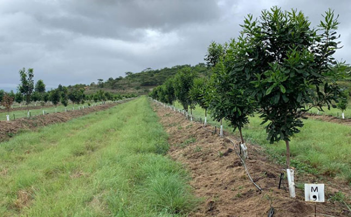 Macadamia orchard at Segodi Agri Group