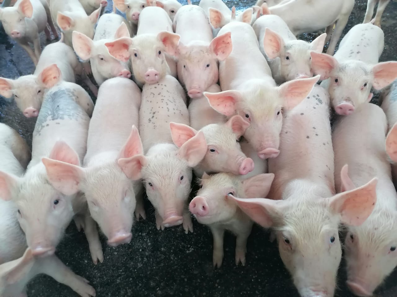 Pigs at Segodi Agri Group piggery